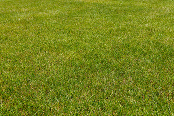 Green grass texture background