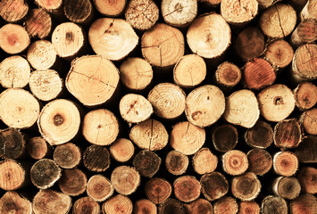 Fototapeta premium raw cut logs background