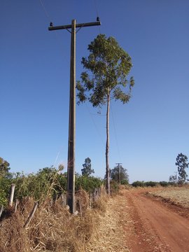 Eucalipto