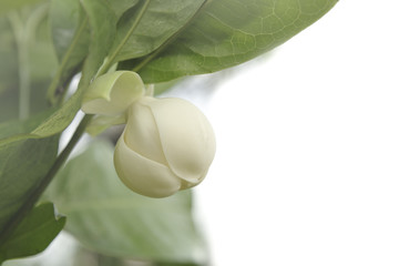 Fototapeta na wymiar White magnolia flower bloomming and green leaf on tree, Southern, Thailand.