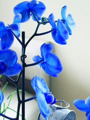 Fototapeta na wymiar Blue Orchid Corner View with a White Background