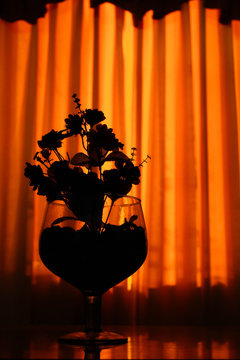 contraluz flores 