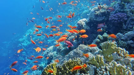 Foto auf Acrylglas Korallenriffe Unterwasserwelt des Roten Meeres, Korallen, Goldfische und andere Fische, vor dem Hintergrund der Meerestiefe in der Nähe des Korallenriffs Gordon, Sharm El Sheikh, Ägypten