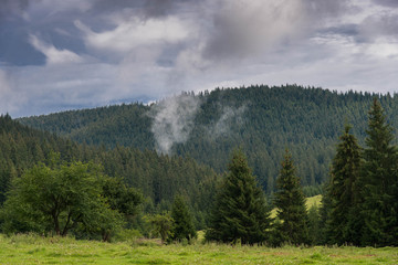Pine woods landscape after heavy rain in Romania, Transylvania, Carpathian mountains.