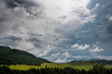 Pine woods landscape after heavy rain in Romania, Transylvania, Carpathian mountains, cows eating grass in the foreground.