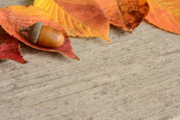 どんぐり　紅葉　木目背景

