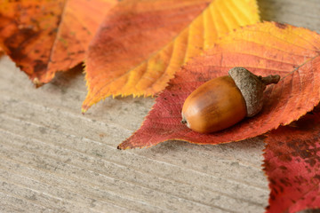 どんぐり　紅葉　木目背景     © tamayura39