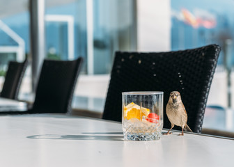 Sparrow bird near a drinking glass