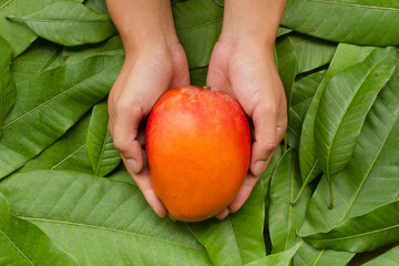 Hand hold red mango on green leaf background