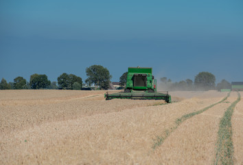 Getreideernte auf einem Kornfeld bei blauem Himmel