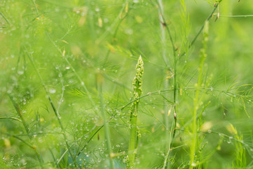 Asparagus at bio farm, Clean and fresh product for health concept.
