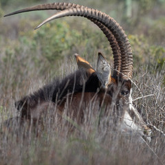 Sable Antelope