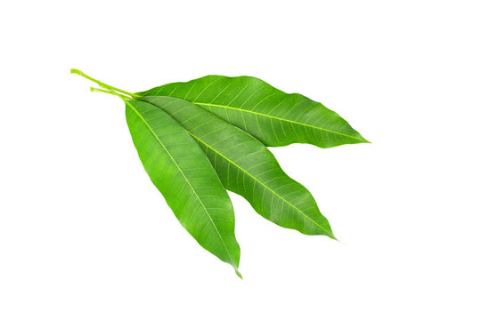 Mango leaf isolated on a white background.
