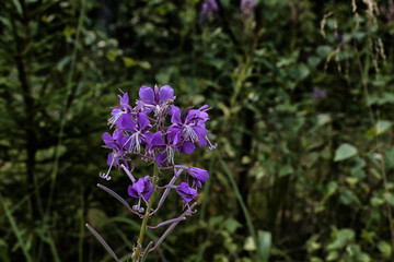 Close-up view of violet flower, blured background