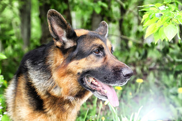 Dog German Shepherd in a park near branch of blossoming apple tree
