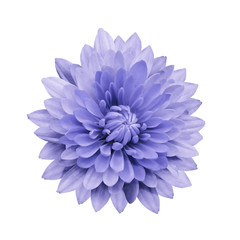 Light violet  flower dahlia on a white isolated background with clipping path.   Closeup.  no...