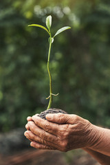 The old hands are planting the seedlings, ecology concept.