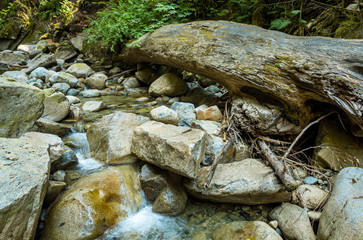 rocky creek with clear water  and fallen tree trunks inside lush forest