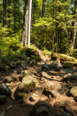 rocky trail in the forest under the mid-day sun
