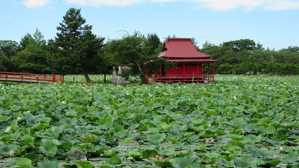 Fototapeta na wymiar 猿賀神社の蓮池