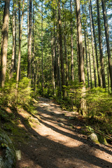 sun cast shadow on the path in the forest surrounded by tall tress 