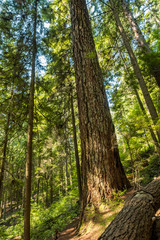 tall trees on the slope of lush forest