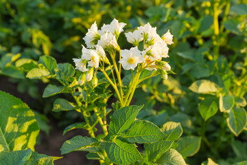 White flowers of potatoes on a plantation at sunset