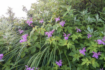 シモツケ（鳥取県大山）