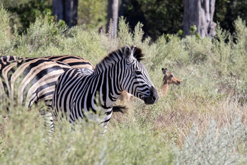 Fototapeta na wymiar Damara zebra, Equus burchelli antiquorum, in high grass Moremi National Park, Botswana