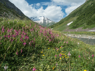 Pink Blooms and Mountains