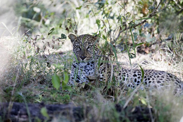 See in the South African Leopard Nature, Panthera pardus shortridgei, is the greatness of Moremi National Park, Botswana