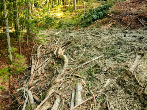 Dirt road to the logging site littered with wood debris