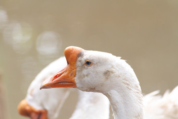 White Domestic Geese / White Domestic Geese On A Poultry Farm. (Head Focus)