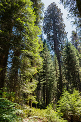Fototapeta na wymiar Sequoia National Park