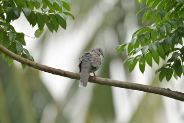 Spotted Dove on a Tree Branch
