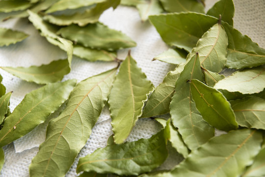 Detail of drying bay leaf.