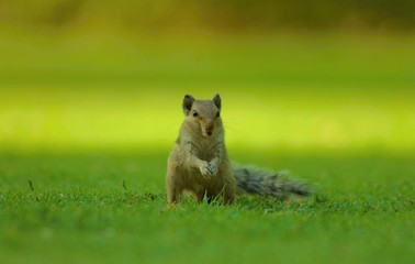 Squirrel in the park.
