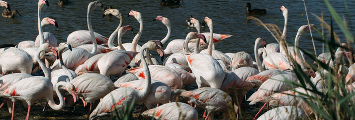 Flock of pink flamingos resting in Carmargue wetland