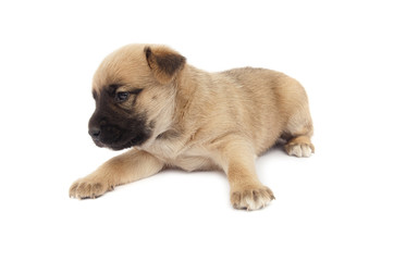 Obraz premium small baby dog or puppy isolated on white background
