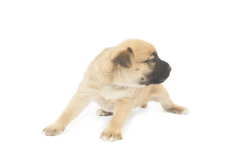 Obraz premium small baby dog or puppy standing up on white