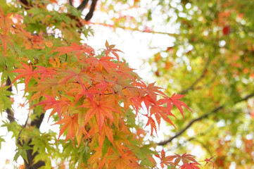 紅葉