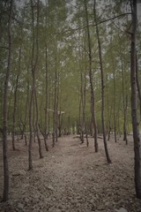 Forest Path