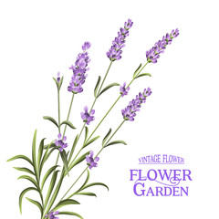 Bunch of lavender flowers on a white background. Vector illustration.