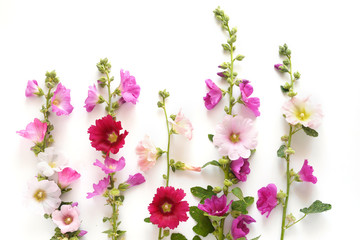 Composition pattern from plants, wild flowers and berries, isolated on white background, flat lay, top view.