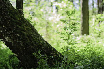 tree in the woods