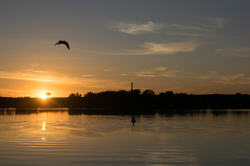 evening gull flying at sunset