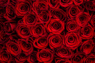 fresh dark red roses close up texture background for St. Valentine's Day © kapichka