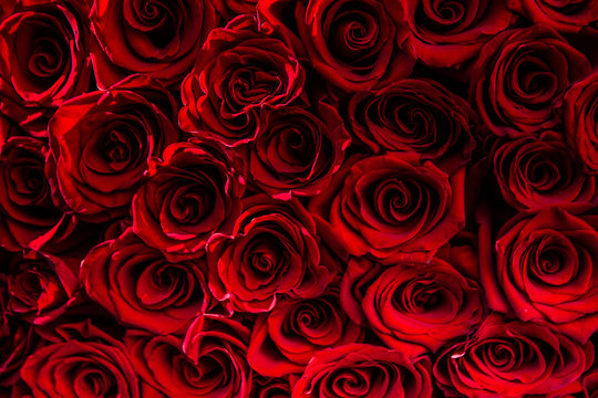 fresh dark red roses close up texture background for St. Valentine's Day