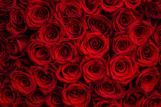 fresh dark red roses close up texture background for St. Valentine's Day