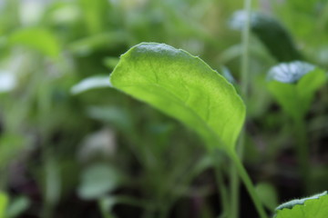 Leaf